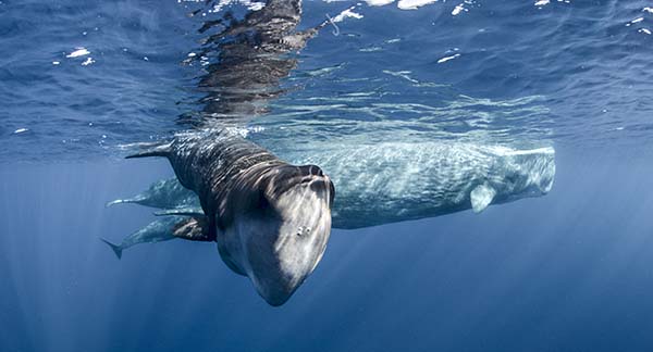 Immagine tratta dal documentario Earth, un giorno straordinario. Kochmedia Immagine tratta dal documentario Earth, un giorno straordinario. Kochmedia