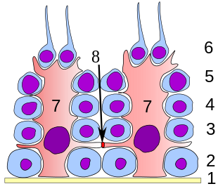 Germinal epithelium testicle Germinal epithelium testicle