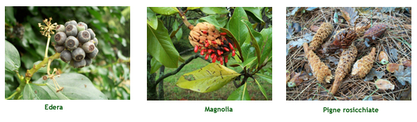 Edera, magnolia, pigne rosicchiate Edera, magnolia, pigne rosicchiate