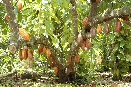Pianta del cacao Pianta del cacao