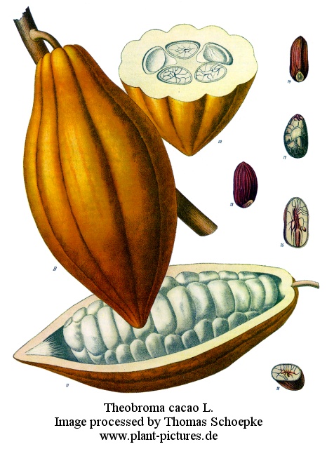 Cabossa ovvero il frutto del cacao Cabossa ovvero il frutto del cacao