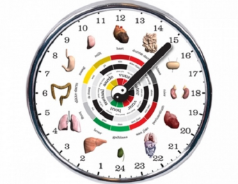 Le ore dei nostri organi interni Le ore dei nostri organi interni